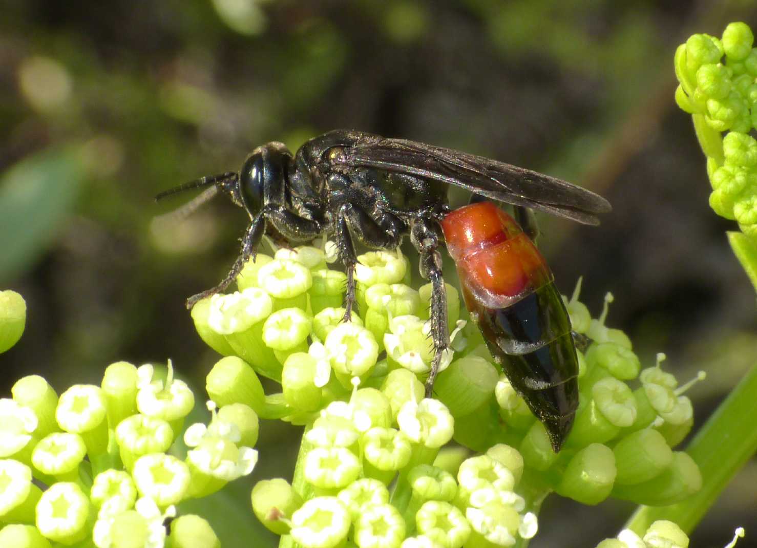 Pompilidae? No. Larra anathema (Crabronidae)